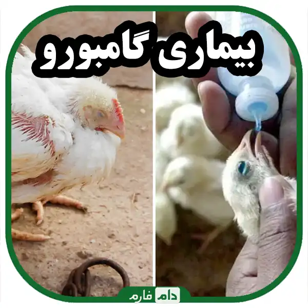 The-main-viral-diseases-in-broilers-and-their-treatment