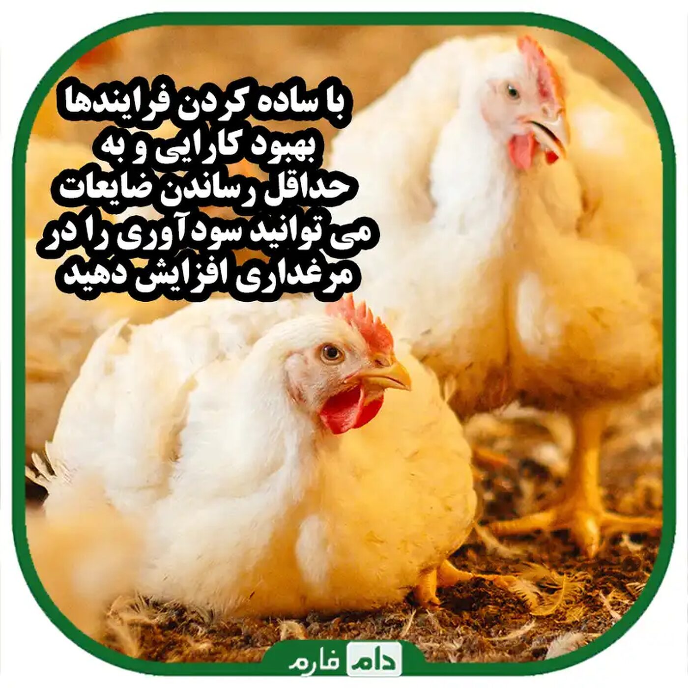 فرآیندهای_بهینه_سازی_تولید_طیور_:_راهنمای_کارایی_و_پایداری