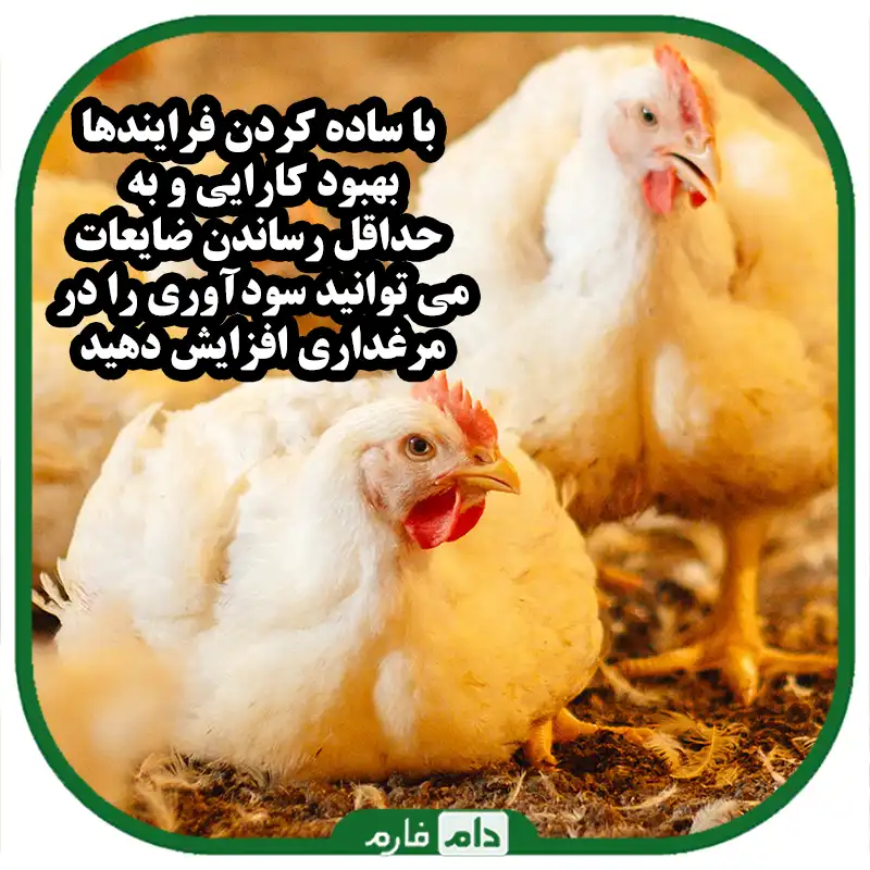 فرآیندهای_بهینه_سازی_تولید_طیور_:_راهنمای_کارایی_و_پایداری