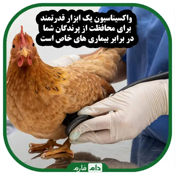 Poultry-disease-prevention-and-management