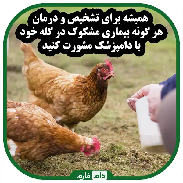 Poultry-disease-prevention-and-management
