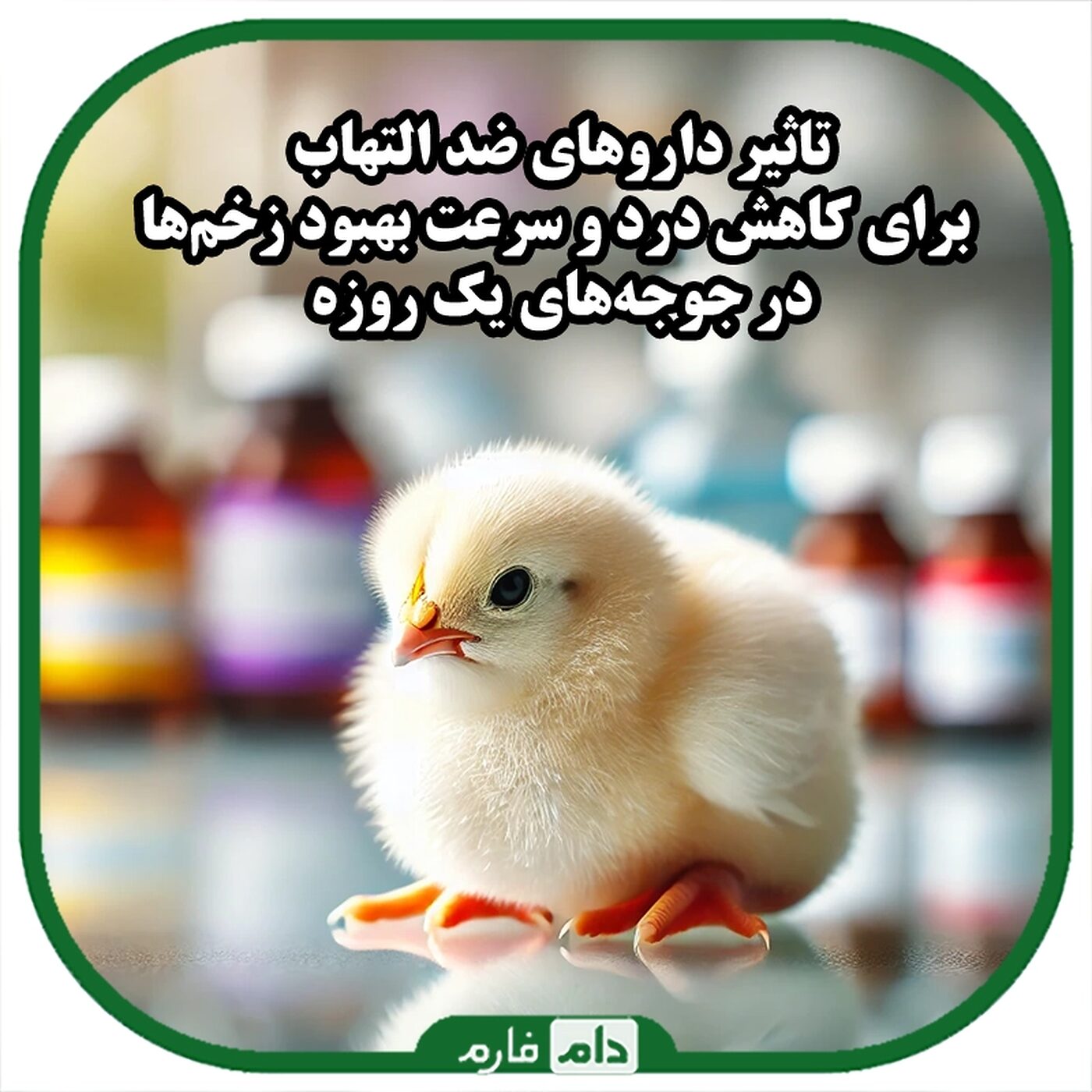 داروهای_ضد_التهاب_برای_کاهش_درد_و_بهبود_زخم‌ها_در_مرغ_و_جوجه_یک_روزه
