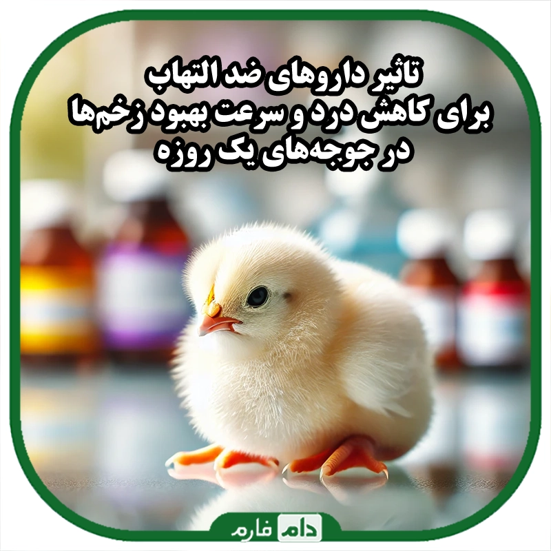 داروهای_ضد_التهاب_برای_کاهش_درد_و_بهبود_زخم‌ها_در_مرغ_و_جوجه_یک_روزه