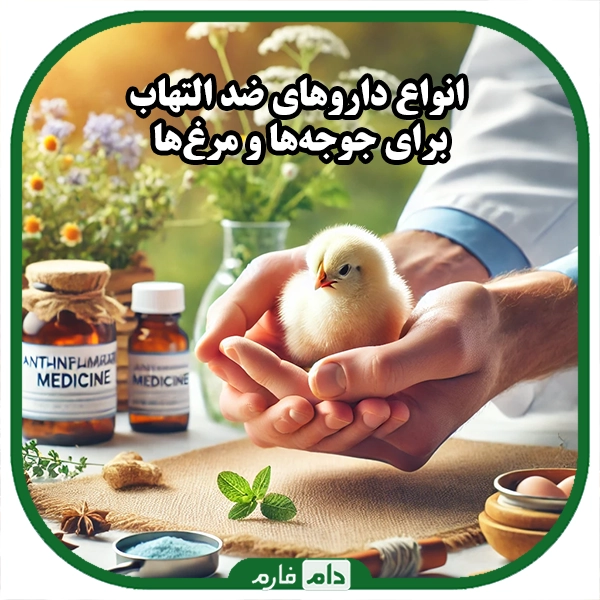Anti-inflammatory-drugs-to-reduce-pain-and-heal-wounds-in-chickens-and-day-old-chicks