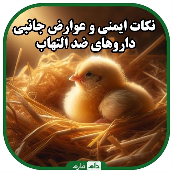 Anti-inflammatory-drugs-to-reduce-pain-and-heal-wounds-in-chickens-and-day-old-chicks