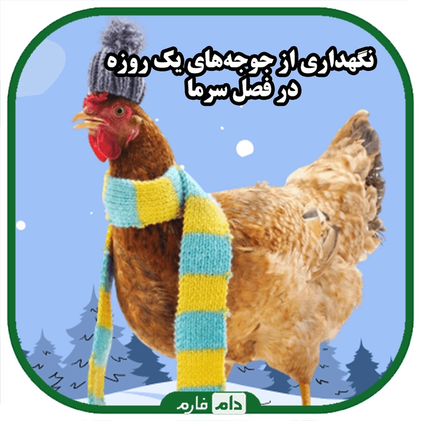 راه‌های_کنترل_و_درمان_شیوع_بیماری‌های_جوجه_یک_روزه_در_فصل_پاییز_و_زمستان