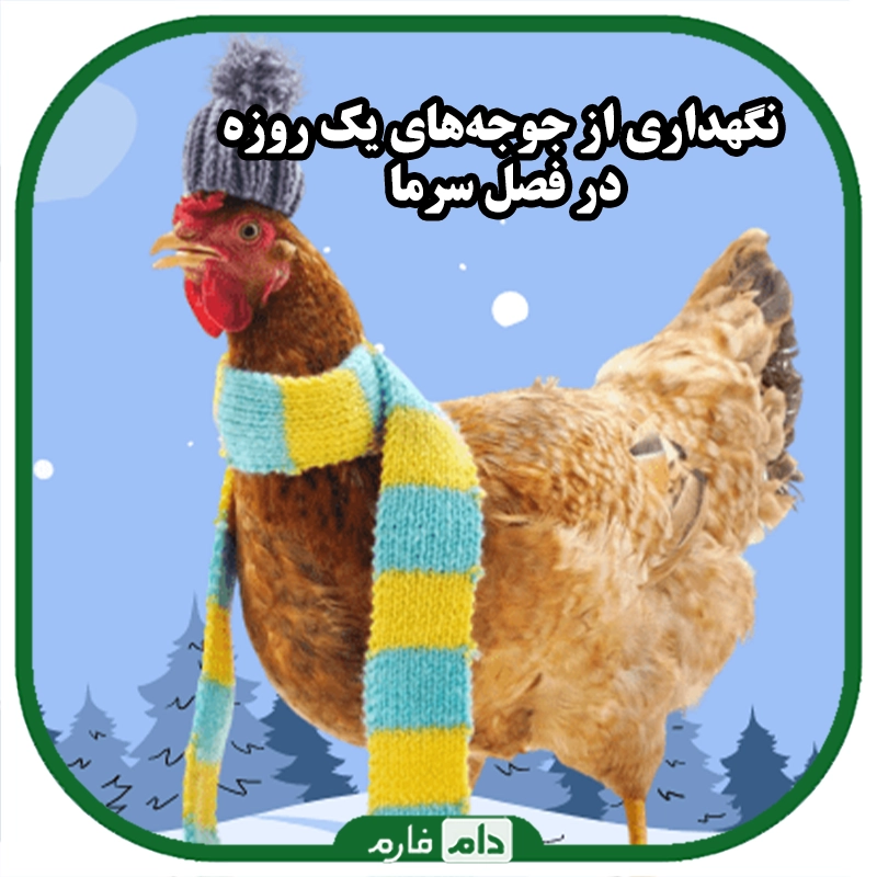 راه‌های_کنترل_و_درمان_شیوع_بیماری‌های_جوجه_یک_روزه_در_فصل_پاییز_و_زمستان