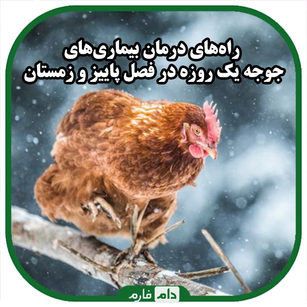 Ways-to-control-and-treat-the-outbreak-of-day-old-chicken-diseases-in-autumn-and-winter