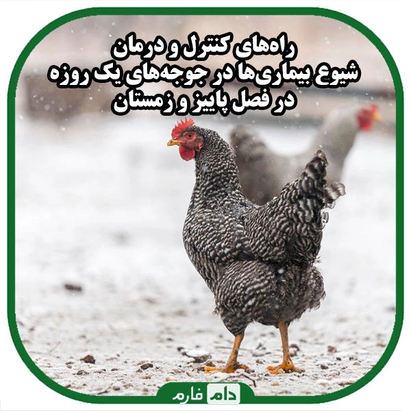 Ways-to-control-and-treat-the-outbreak-of-day-old-chicken-diseases-in-autumn-and-winter