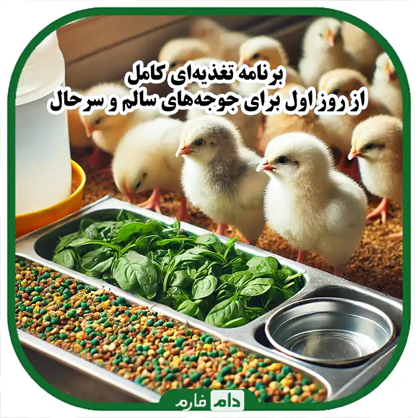 برنامه_تغذیه‌ای_کامل_برای_جوجه‌های_یک_روزه_تا_زمان_بلوغ