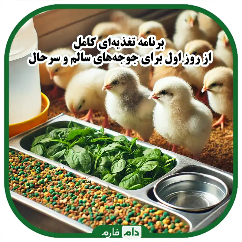برنامه_تغذیه‌ای_کامل_برای_جوجه‌های_یک_روزه_تا_زمان_بلوغ