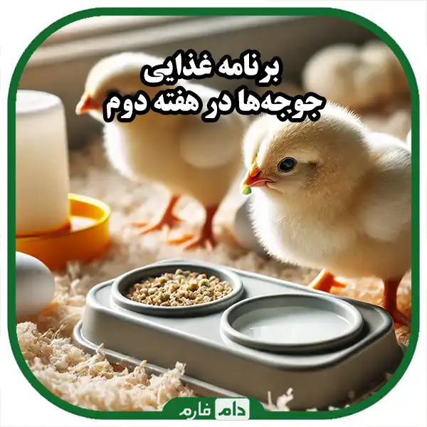 Complete-feeding-program-for-day-old-chicks-until-maturity