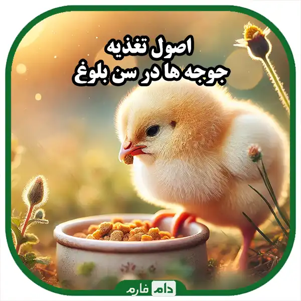 Complete-feeding-program-for-day-old-chicks-until-maturity