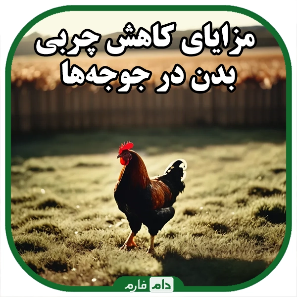 The-role-of-genetics-in-reducing-body-fat-in-chickens:-a-way-towards-healthier-breeding-and-higher-productivity