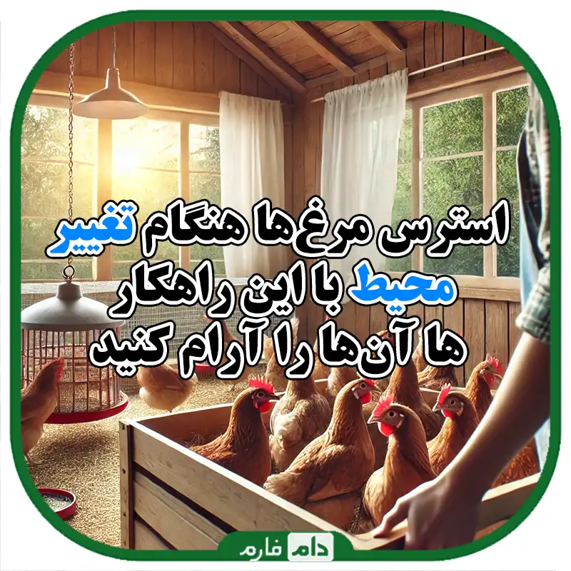 استرس_جوجه_ها_هنگام_تغییر_محیط_و_روش_های_پیشگیری_از_آن