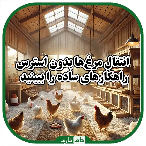 Stress-of-chickens-when-changing-the-environment-and-water-methods-from-it
