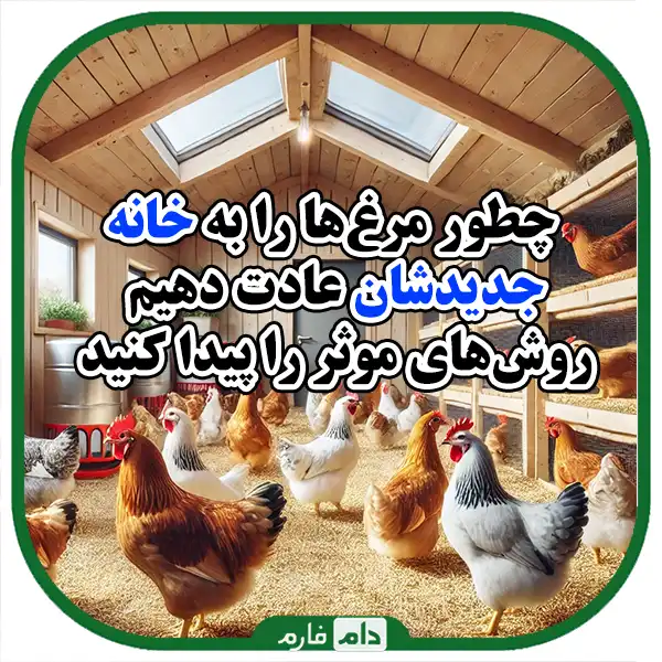 Stress-of-chickens-when-changing-the-environment-and-water-methods-from-it
