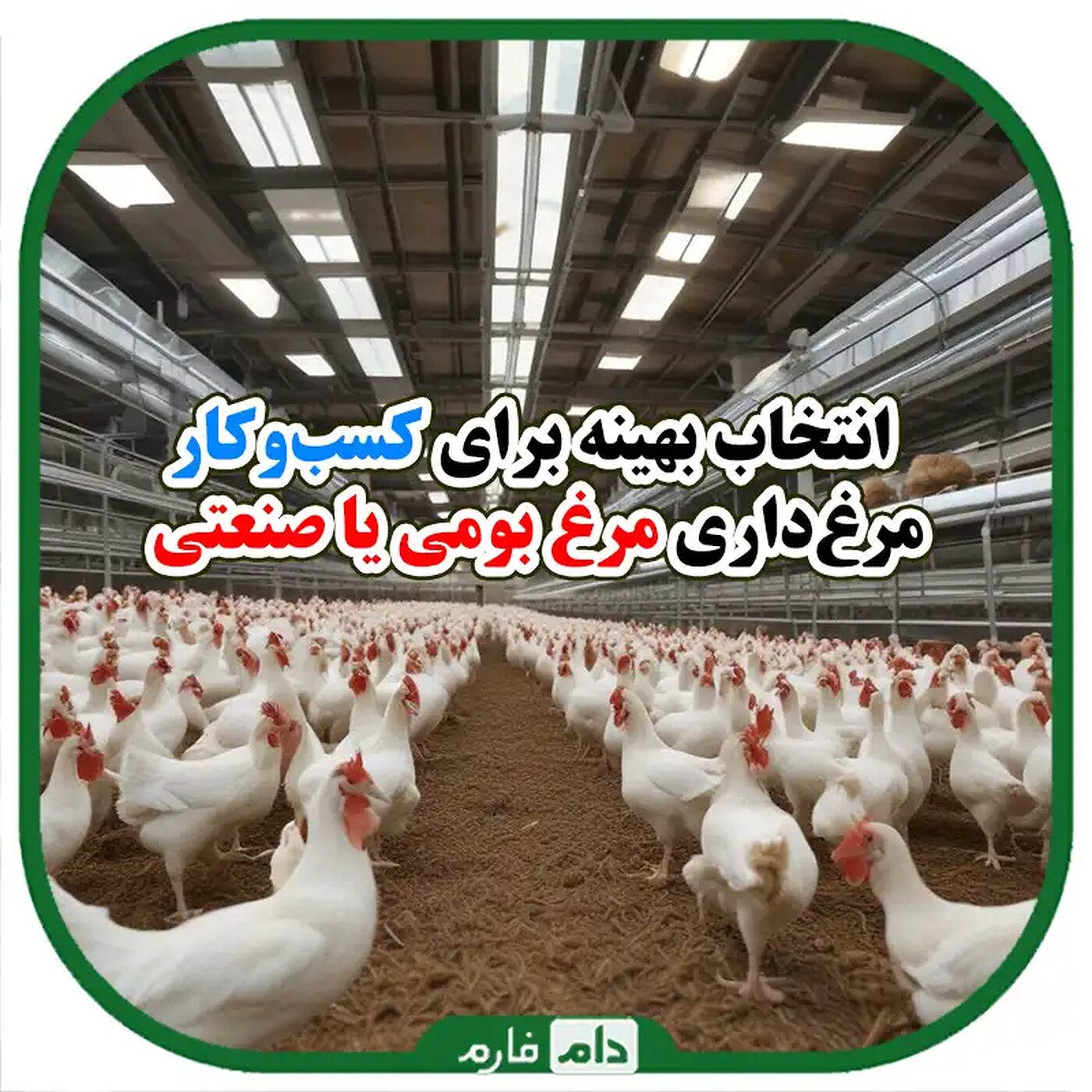 مقایسه_پرورش_مرغ_بومی_و_صنعتی:_تفاوت‌ها_و_افراد_هرکدام_برای_کسب_و_کار_شما