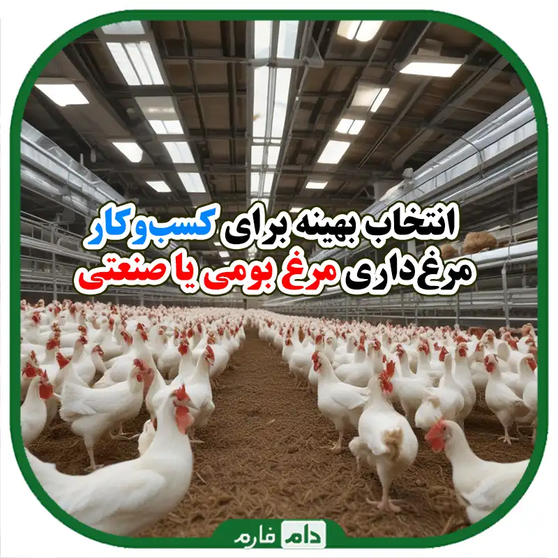 مقایسه_پرورش_مرغ_بومی_و_صنعتی:_تفاوت‌ها_و_افراد_هرکدام_برای_کسب_و_کار_شما