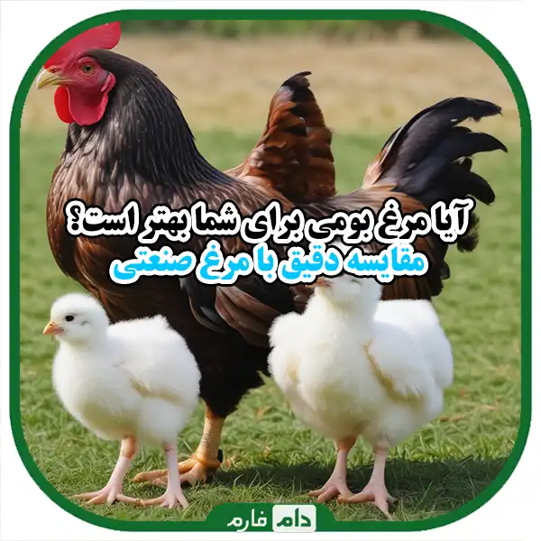 Comparison-of-domestic-and-industrial-chicken-farming:-differences-and-people-of-each-for-your-business