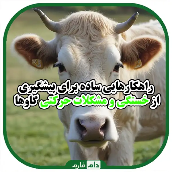 Prevention-of-movement-problems-in-cattle:-key-strategies-for-health-and-productivity