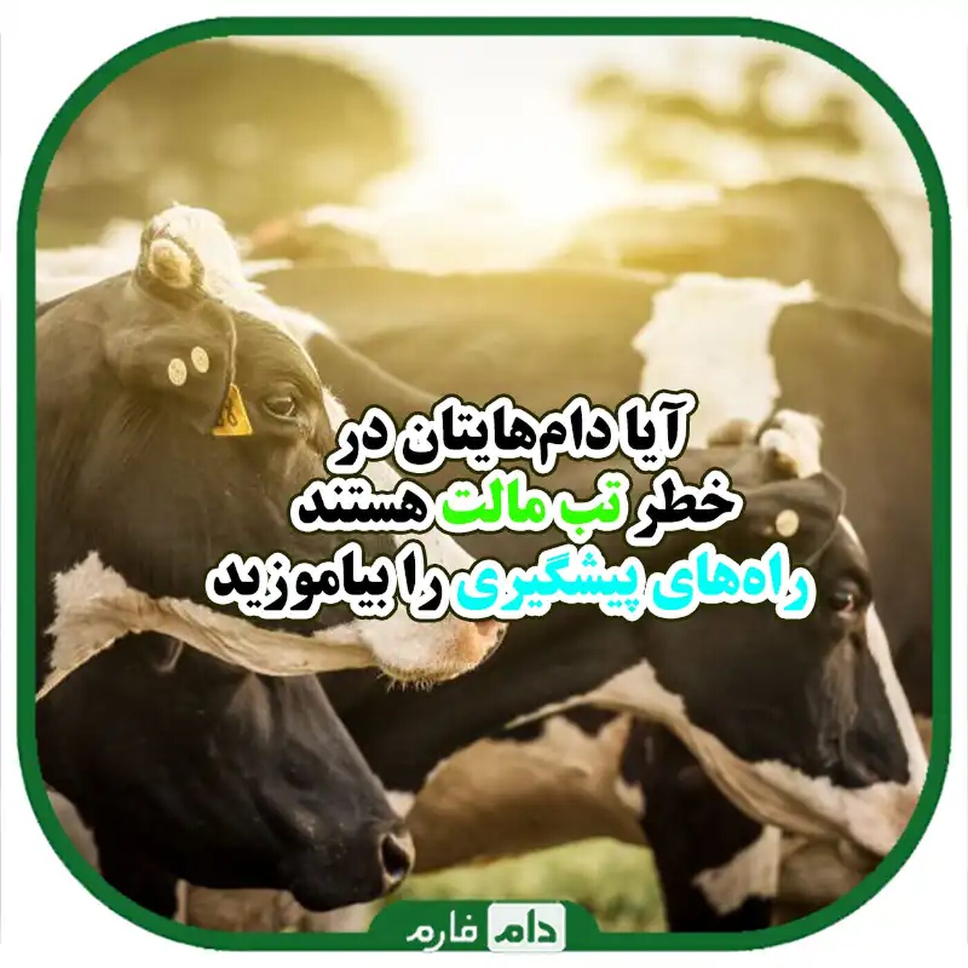 استراتژی‌های_موثر_در_مقابله_با_تب_مالت_در_دام‌ها_و_پیشگیری_از_آن