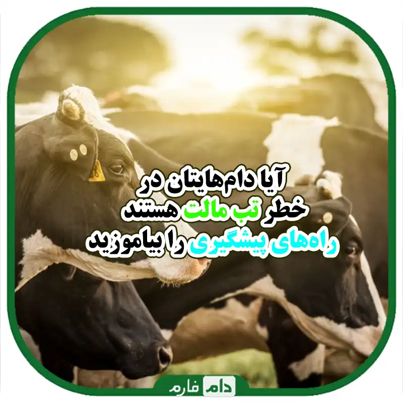 استراتژی‌های_موثر_در_مقابله_با_تب_مالت_در_دام‌ها_و_پیشگیری_از_آن