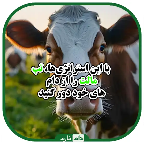 Effective-strategies-in-dealing-with-malt-fever-in-livestock-and-its-prevention