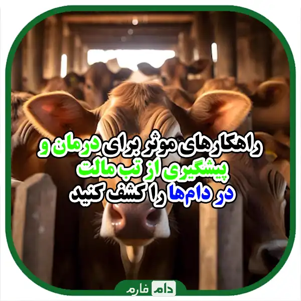 Effective-strategies-in-dealing-with-malt-fever-in-livestock-and-its-prevention