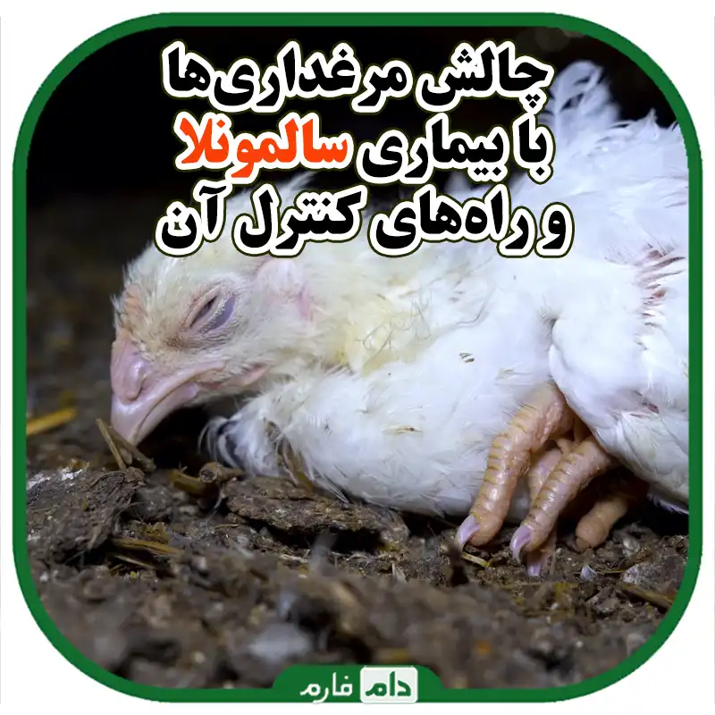 بیماری_سالمونلا_در_طیور_:_انتقال_،_پیشگیری_و_درمان