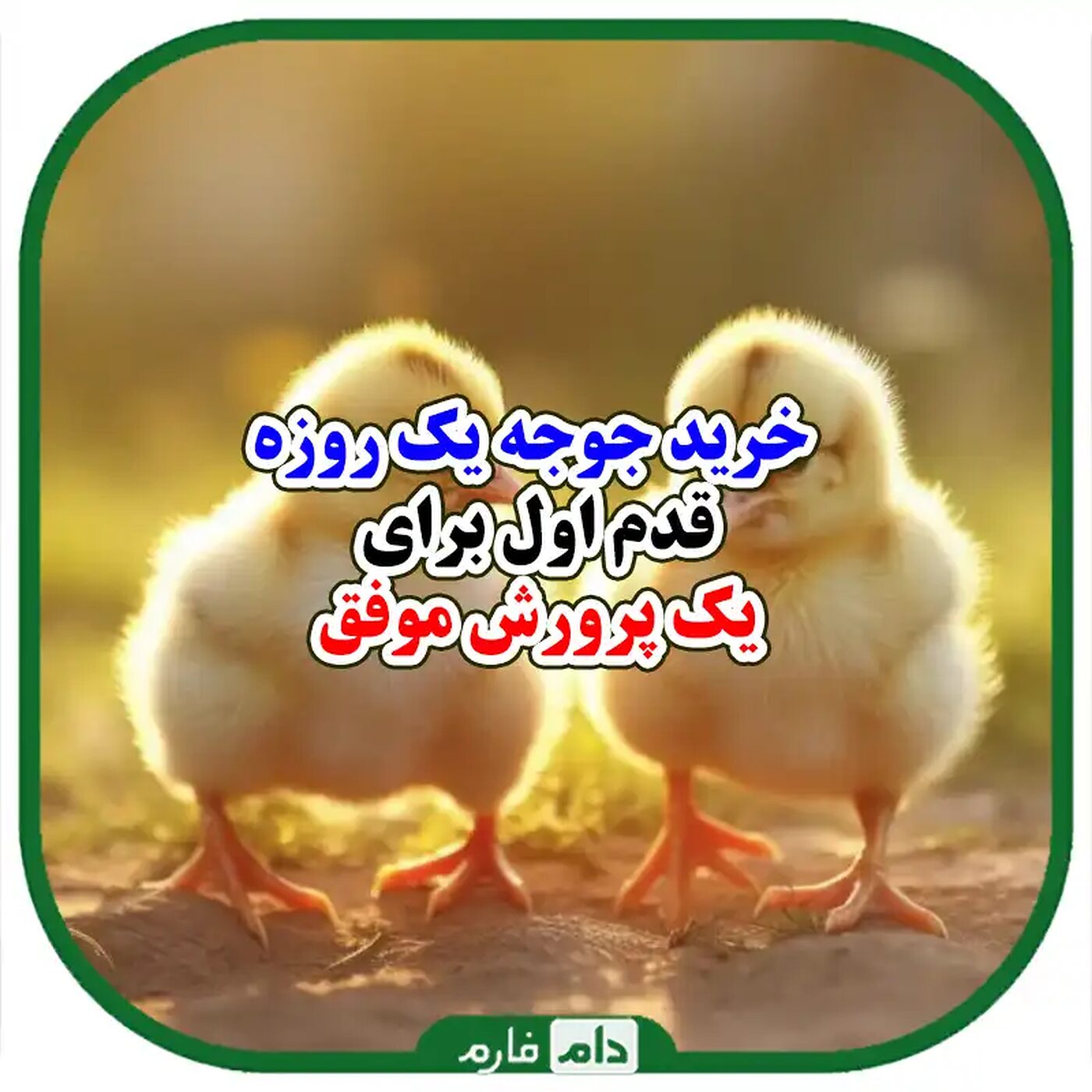 _اشتباهات_رایج_در_خرید_جوجه_یک_روزه_و_روش_های_جلوگیری_از_آن_ها