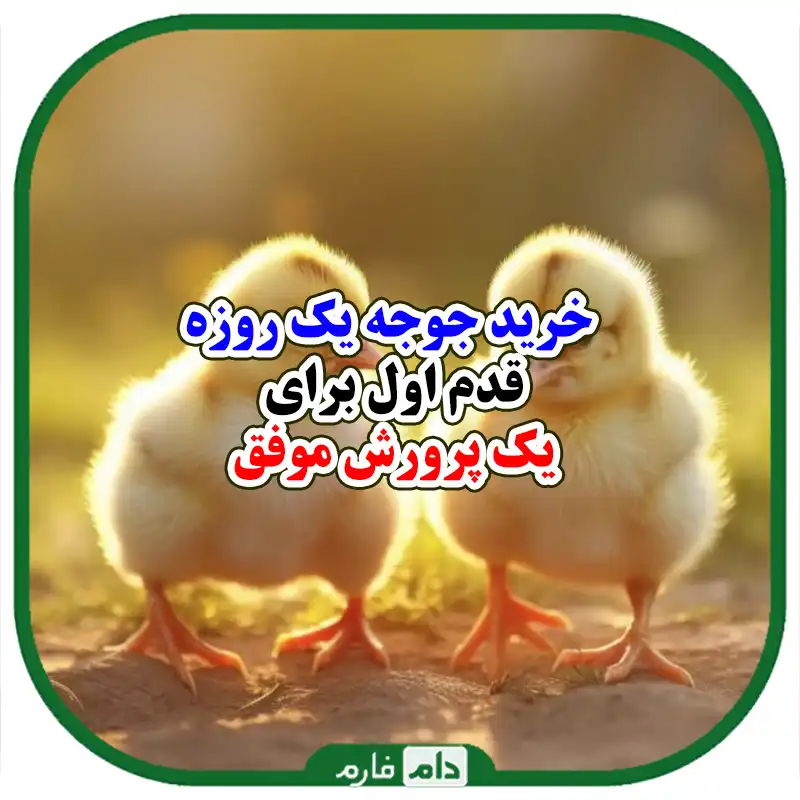 _اشتباهات_رایج_در_خرید_جوجه_یک_روزه_و_روش_های_جلوگیری_از_آن_ها