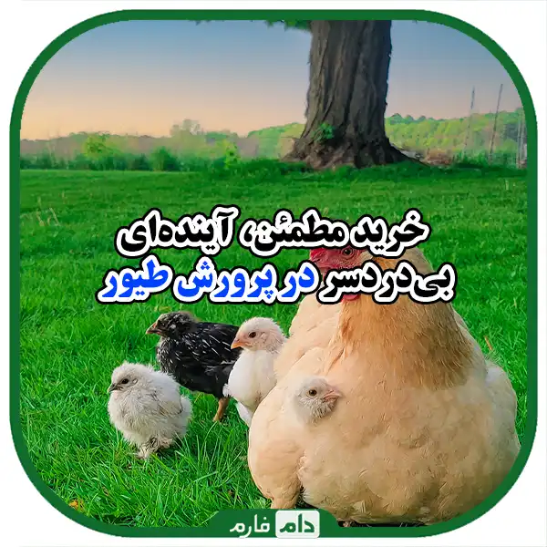 Common-mistakes-in-buying-day-old-chickens-and-ways-to-avoid-them