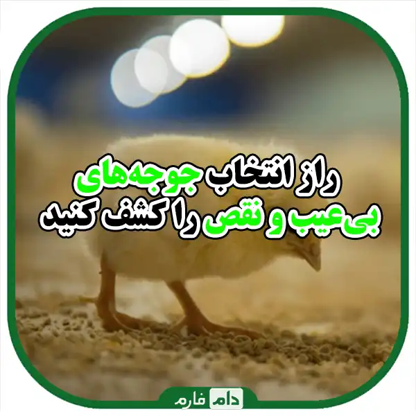 Common-mistakes-in-buying-day-old-chickens-and-ways-to-avoid-them