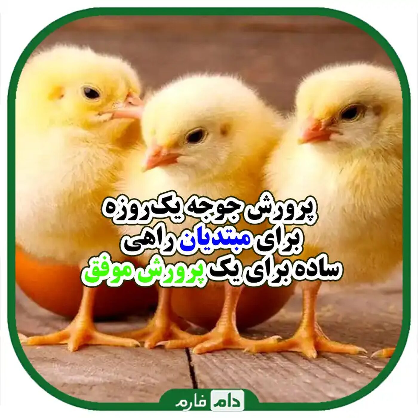 پرورش_جوجه_یک_روزه_در_فضای_کوچک
