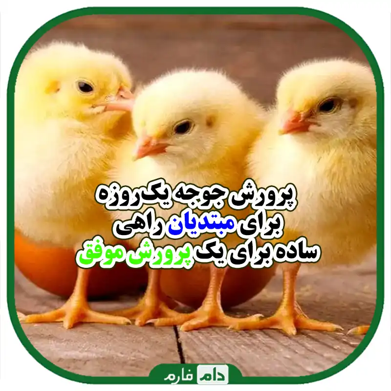 پرورش_جوجه_یک_روزه_در_فضای_کوچک