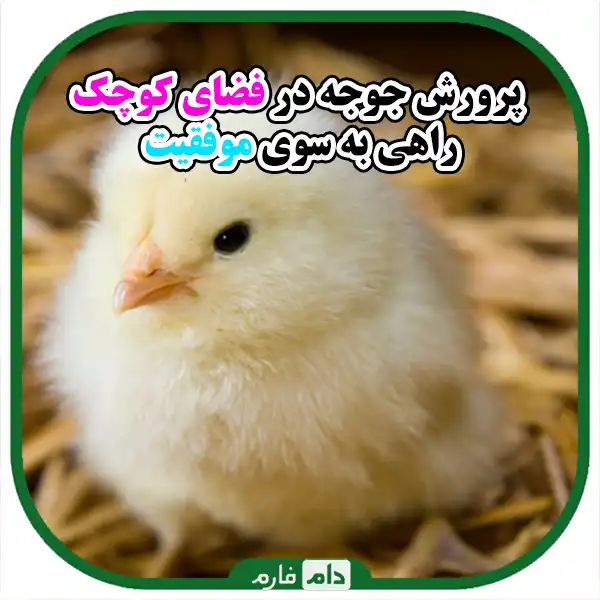 Raising-day-old-chicks-in-a-small-space:-a-complete-guide-for-beginners