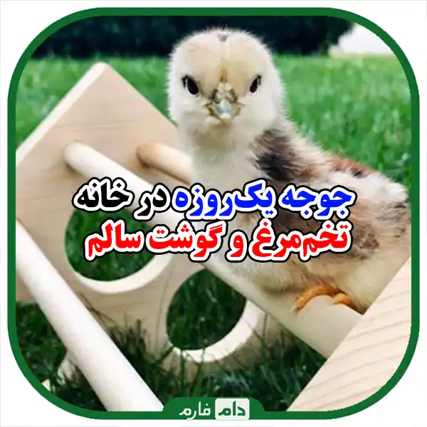 Raising-day-old-chicks-in-a-small-space:-a-complete-guide-for-beginners