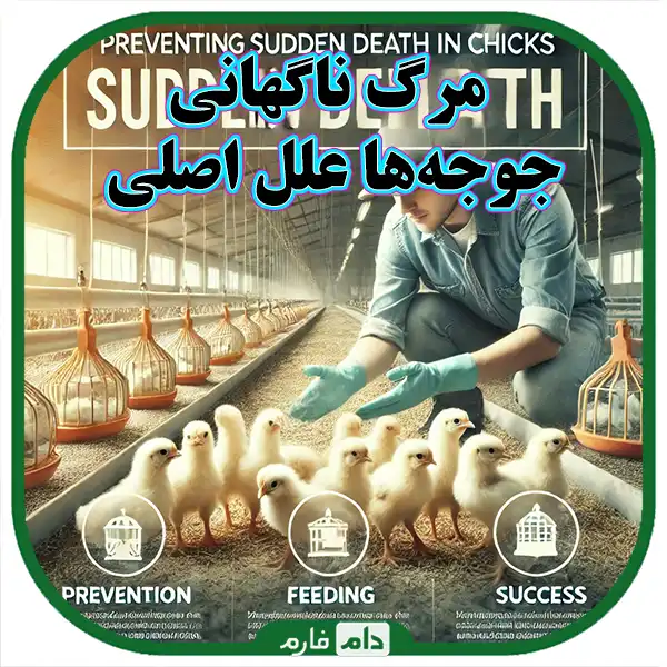 Sudden-death-of-chickens-its-causes-and-effects-in-local-chickens-lovebirds-and-broilers