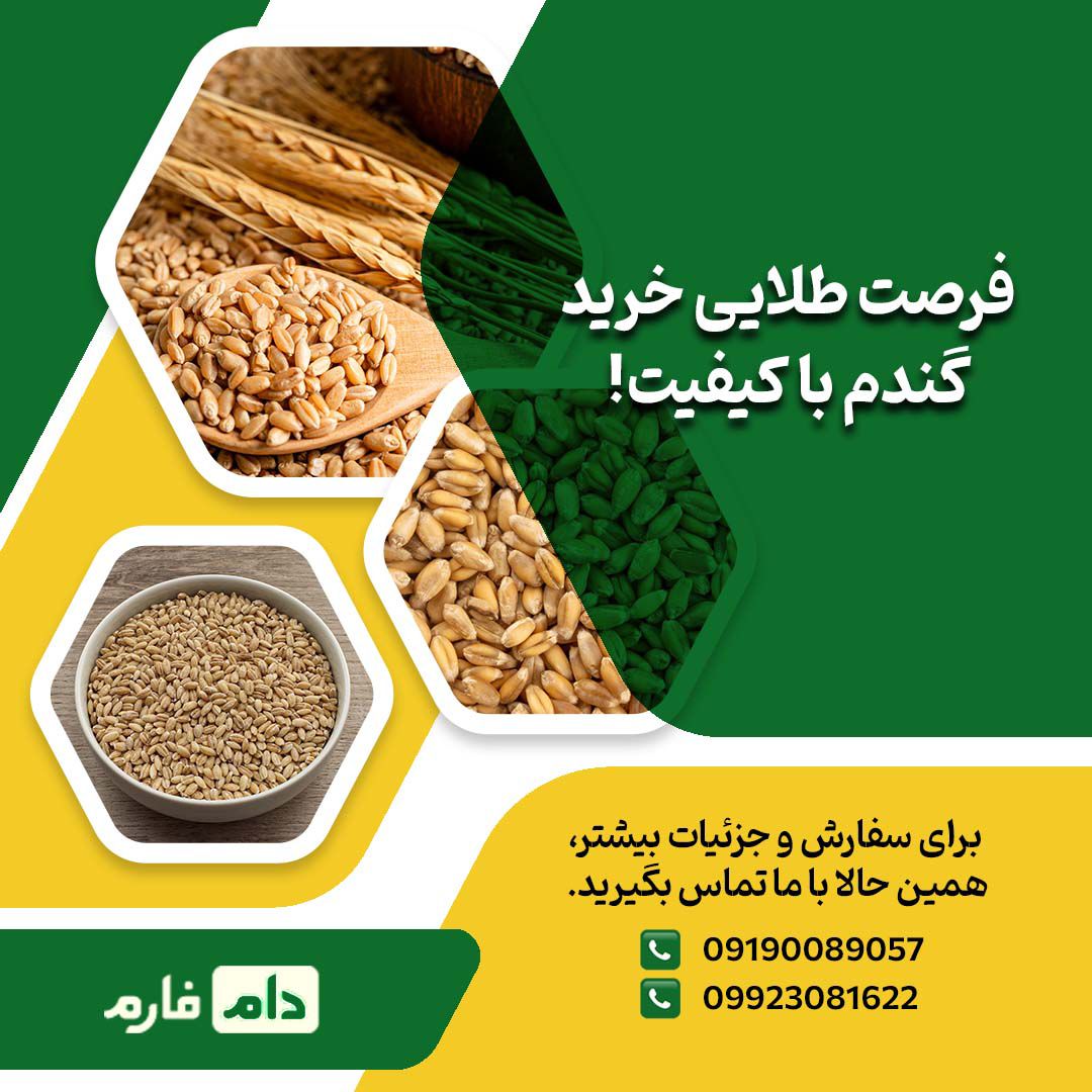 فروش_گندم_با_کیفیت_بالا_برای_طیور_|_دام_فارم