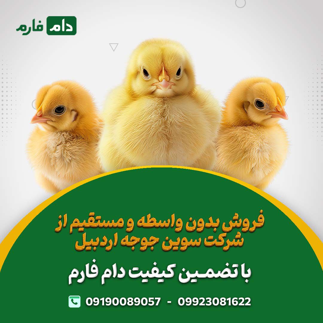 فروش_جوجه_یک_روزه_گوشتی_سوین_جوجه_اردبیل_09190089057