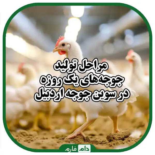 Ardabil-Swin-Chicken-Co