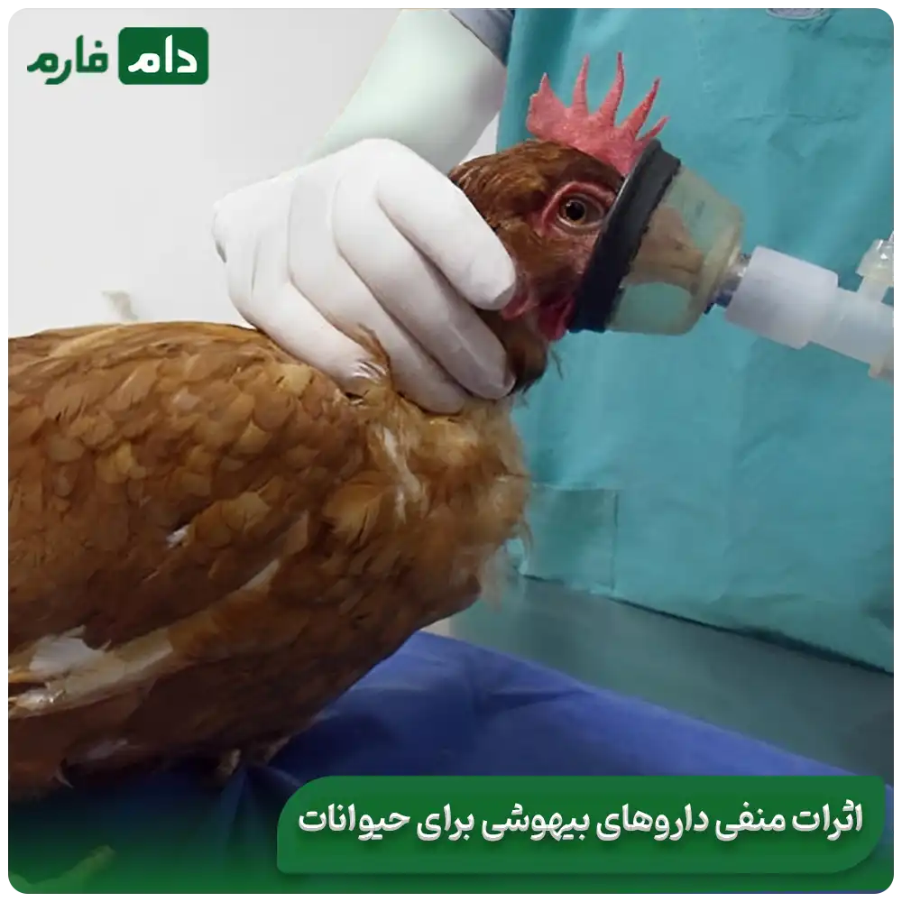 Types-of-veterinary-anesthetics-and-their-effects