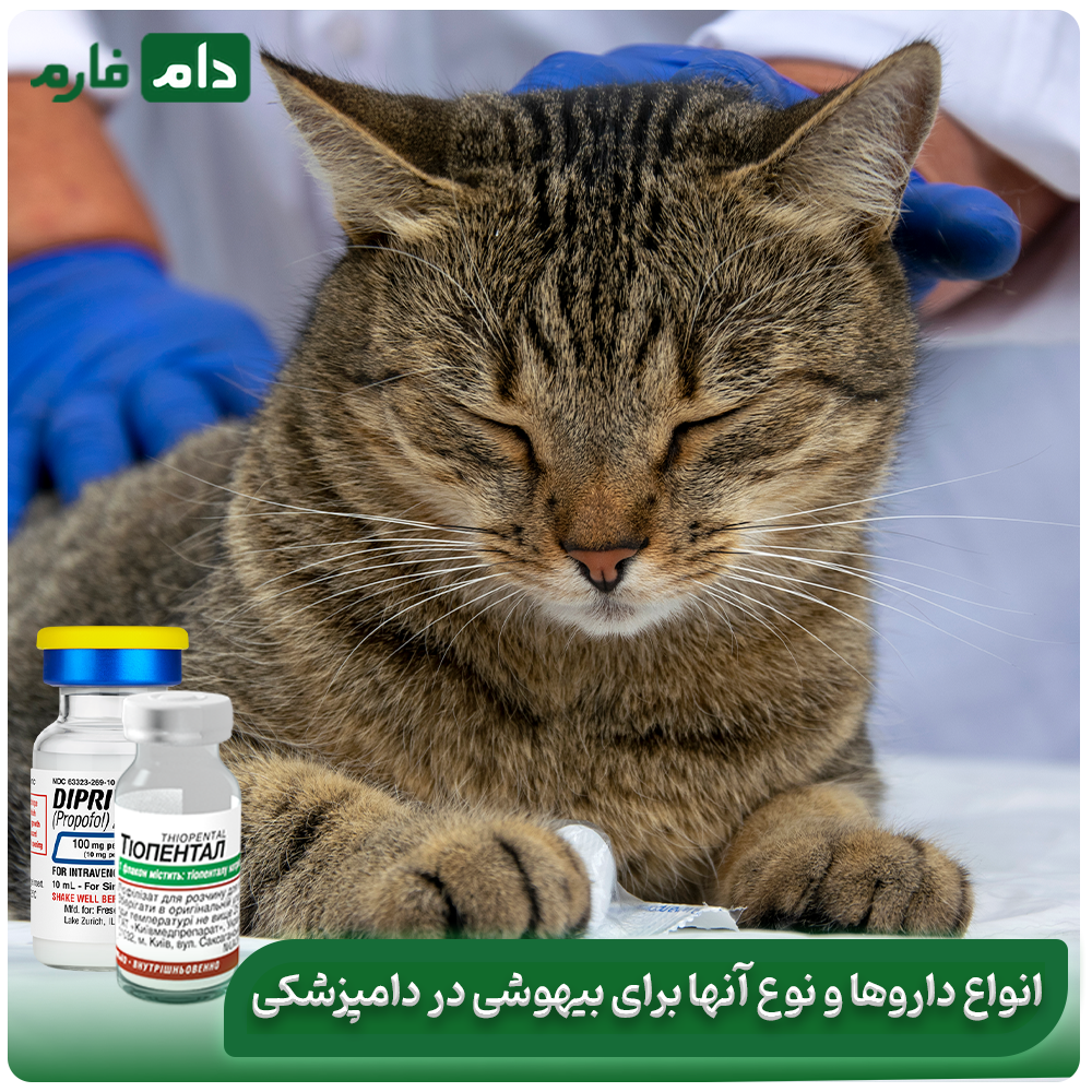 Types-of-veterinary-anesthetics-and-their-effects