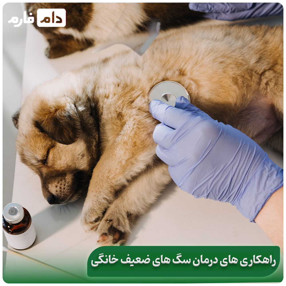 The-best-veterinary-supplements-for-animals