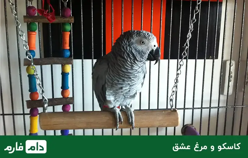 What-points--do--you--need--to--keep--ornamental-birds