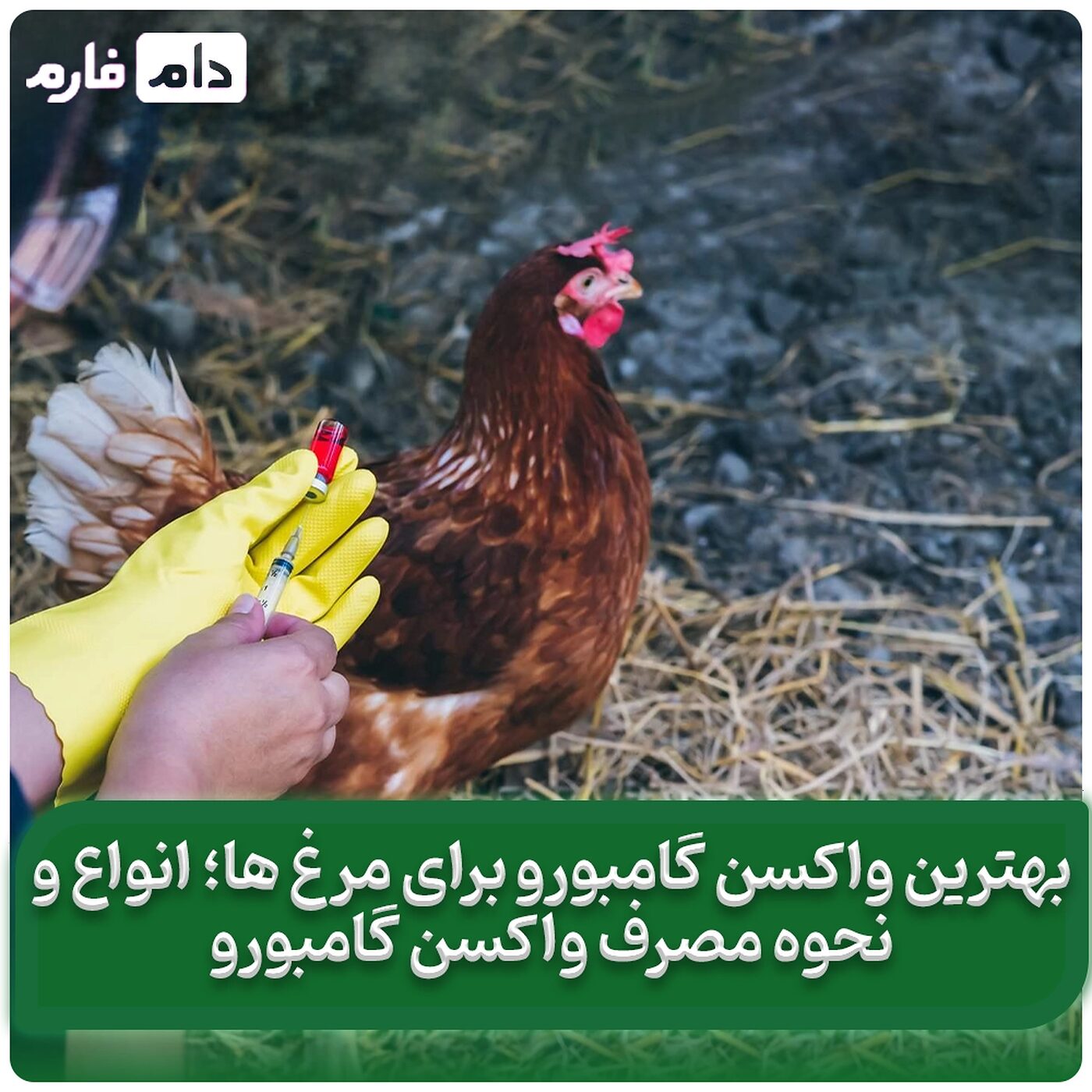بهترین_واکسن_گامبورو_برای_مرغ_ها؛_انواع_و_نحوه_مصرف_واکسن_گامبورو