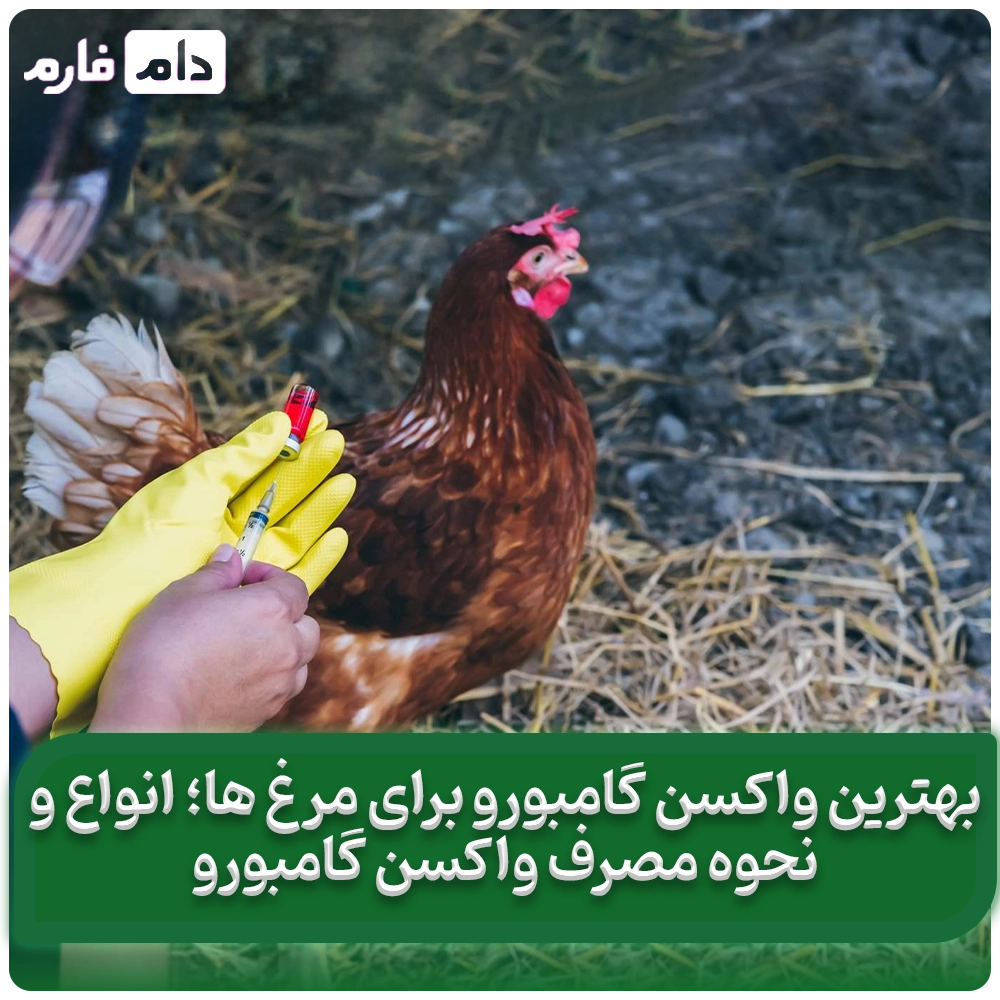 بهترین_واکسن_گامبورو_برای_مرغ_ها؛_انواع_و_نحوه_مصرف_واکسن_گامبورو