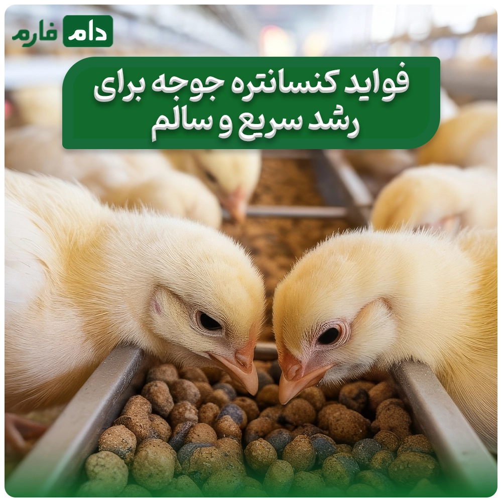 کنسانتره_مخصوص_جوجه_ها_|__فواید_کنسانتره_جوجه_برای_رشد_سریع_و_سالم