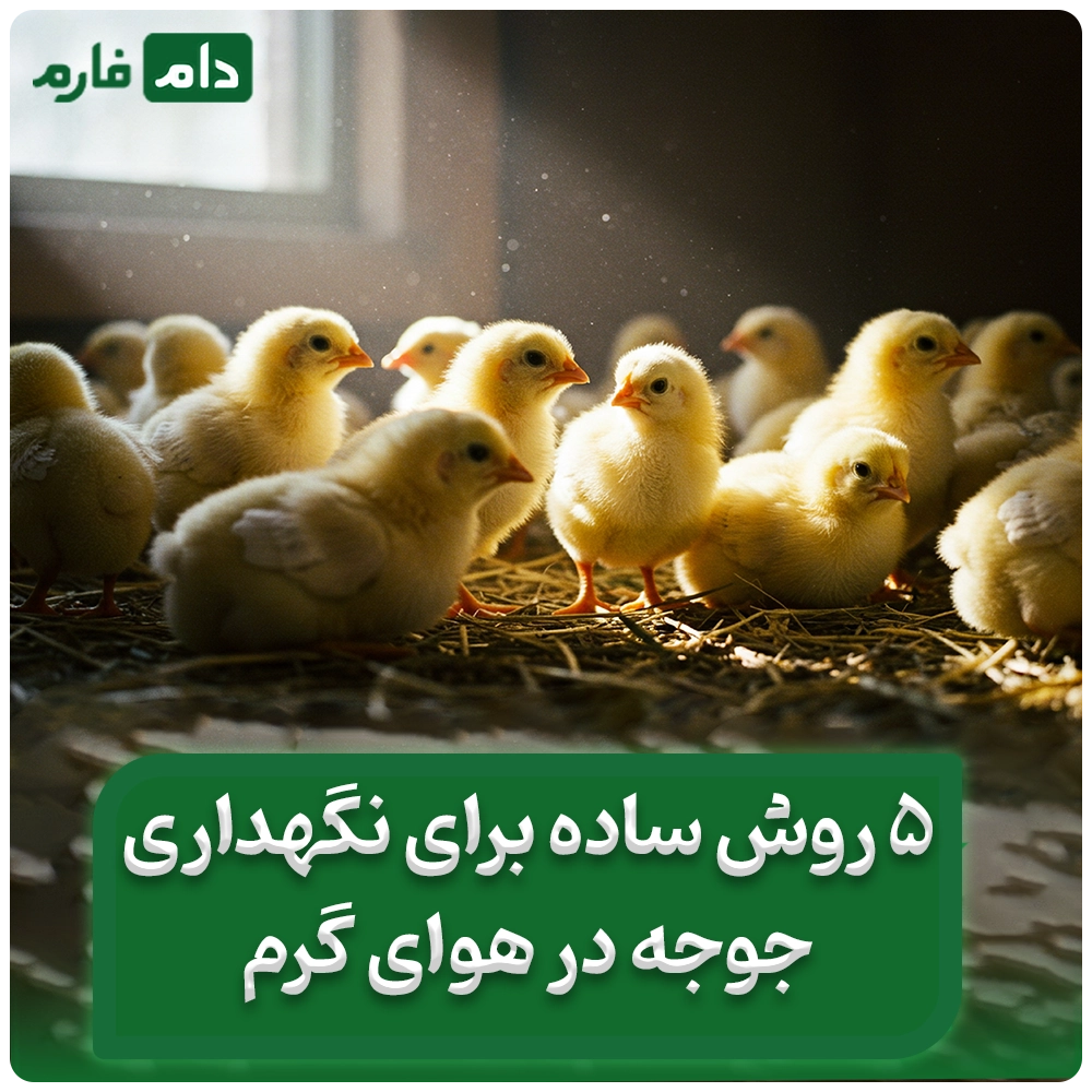 5_روش_نگهداری_و_پرورش_جوجه_ها_در_گرما_و_تابستان